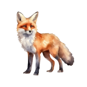 Fuchs